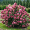 Гортензія волотиста ‘Меджікал Файр’ / Hydrangea paniculata ‘Magical Fire’ (40-60см.)