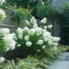 Гортензія волотиста Полар Бір / Hydrangea paniculata ‘Polar Bear’ (40-60см.) 4964