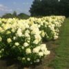 Гортензія волотиста Полар Бір / Hydrangea paniculata ‘Polar Bear’ (40-60см.) 4966