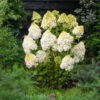 Гортензія волотиста Полар Бір / Hydrangea paniculata ‘Polar Bear’ (40-60см.) 4970