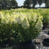 Гортензія волотиста Полар Бір / Hydrangea paniculata ‘Polar Bear’ (40-60см.)