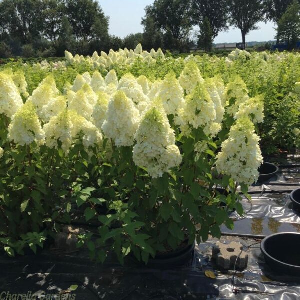 Гортензія волотиста Полар Бір / Hydrangea paniculata ‘Polar Bear’ (40-60см.)