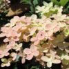 Гортензія волотиста Полістар / Hydrangea paniculata ‘Polestar’ (40-60см.) 4977
