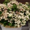 Гортензія волотиста Полістар / Hydrangea paniculata ‘Polestar’ (40-60см.) 4979