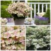 Гортензія волотиста Полістар / Hydrangea paniculata ‘Polestar’ (40-60см.) 4981