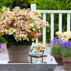 Гортензія волотиста Полістар / Hydrangea paniculata ‘Polestar’ (40-60см.)