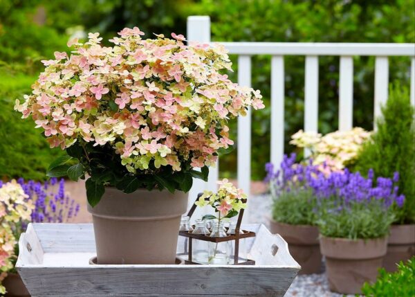 Гортензія волотиста Полістар / Hydrangea paniculata ‘Polestar’ (40-60см.)