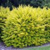 Бірючина овальнолиста Ауреум / Ligustrum ovalifolium Golden (50-70см.)