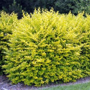 Бірючина овальнолиста Ауреум / Ligustrum ovalifolium Golden (50-70см.)