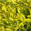 Бірючина овальнолиста Ауреум / Ligustrum ovalifolium Golden (50-70см.) 4915