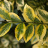 Бірючина овальнолиста Ауреум / Ligustrum ovalifolium Golden (50-70см.) 4919