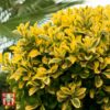 Бірючина овальнолиста Ауреум / Ligustrum ovalifolium Golden (50-70см.) 4921