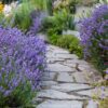 Лаванда Англійська вузьколиста / Lavandula angustifolia, officinalis L. (20см.) 4937