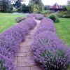 Лаванда Англійська вузьколиста / Lavandula angustifolia, officinalis L. (20см.)