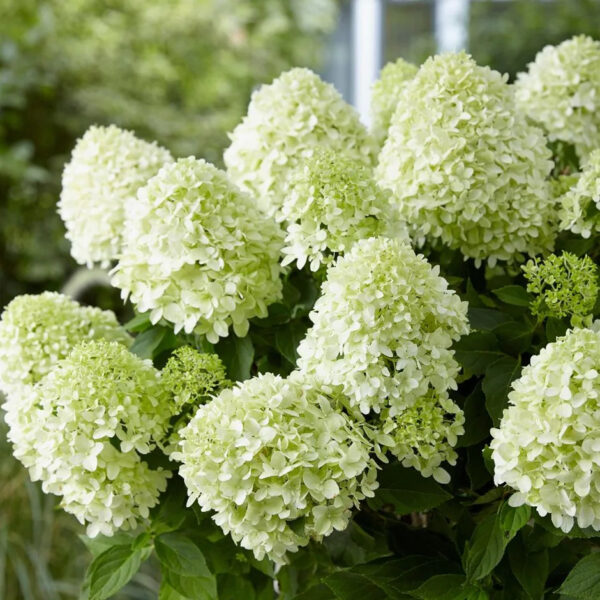 Гортензія волотиста Літл Спукі / Hydrangea paniculata Little Spooky (40-60см.)