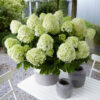 Гортензія волотиста Літл Спукі / Hydrangea paniculata Little Spooky (40-60см.) 4944