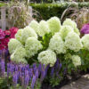 Гортензія волотиста Літл Спукі / Hydrangea paniculata Little Spooky (40-60см.) 4946