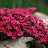 Флокс (Флокси) шилоподібний / Phlox subulata (20-25см.) 5055