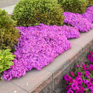 Флокс (Флокси) шилоподібний / Phlox subulata (20-25см.)