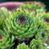 Молодило покрівельне (кам’яна троянда) / Sempervivum tectorum (20см.)- 10-15 сукулент в контейнері 5066