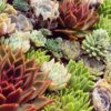 Молодило покрівельне (кам’яна троянда) / Sempervivum tectorum (20см.)- 10-15 сукулент в контейнері 5070