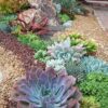 Молодило покрівельне (кам’яна троянда) / Sempervivum tectorum (20см.)- 10-15 сукулент в контейнері 5072