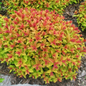 Спірея японська Голдфлейм / Spiraea japonica Goldflame (20-30см.)