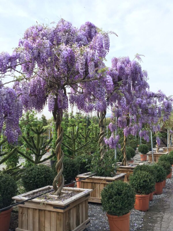 Вістерія (Гліцинія)  / Wisteria sinensis (1м.)