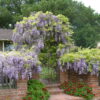 Вістерія (Гліцинія)  / Wisteria sinensis (1м.) 5041