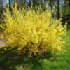 Форзиція звичайна / Forsythia (70-90 см.)
