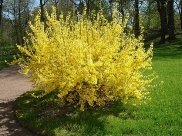 Форзиція звичайна / Forsythia (70-90 см.)