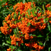 Піраканта Оранж Глоу / Pyracantha coccinea ‘Orange Glow’ (40-50см.)