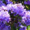 Рододендрон японський Блу Тіт Мажор / Азалія японська Блу Тіт Мажор / Rhododendron obtusum Blue tit magor (30см.) 4995