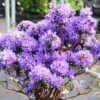 Рододендрон японський Блу Тіт Мажор / Азалія японська Блу Тіт Мажор / Rhododendron obtusum Blue tit magor (30см.) 4997