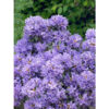 Рододендрон японський Блу Тіт Мажор / Азалія японська Блу Тіт Мажор / Rhododendron obtusum Blue tit magor (30см.) 5001