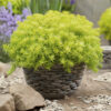 Очиток (Седум) скельний Ангеліна / Sedum reflexum Angelina (20-25см.) 5008