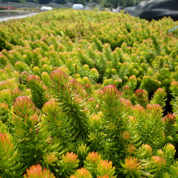 Очиток (Седум) скельний Ангеліна / Sedum reflexum Angelina (20-25см.)