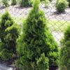 Туя західна ‘Мікі’ / Thuja occidentalis ‘Miky’ (25-30см.) 4896